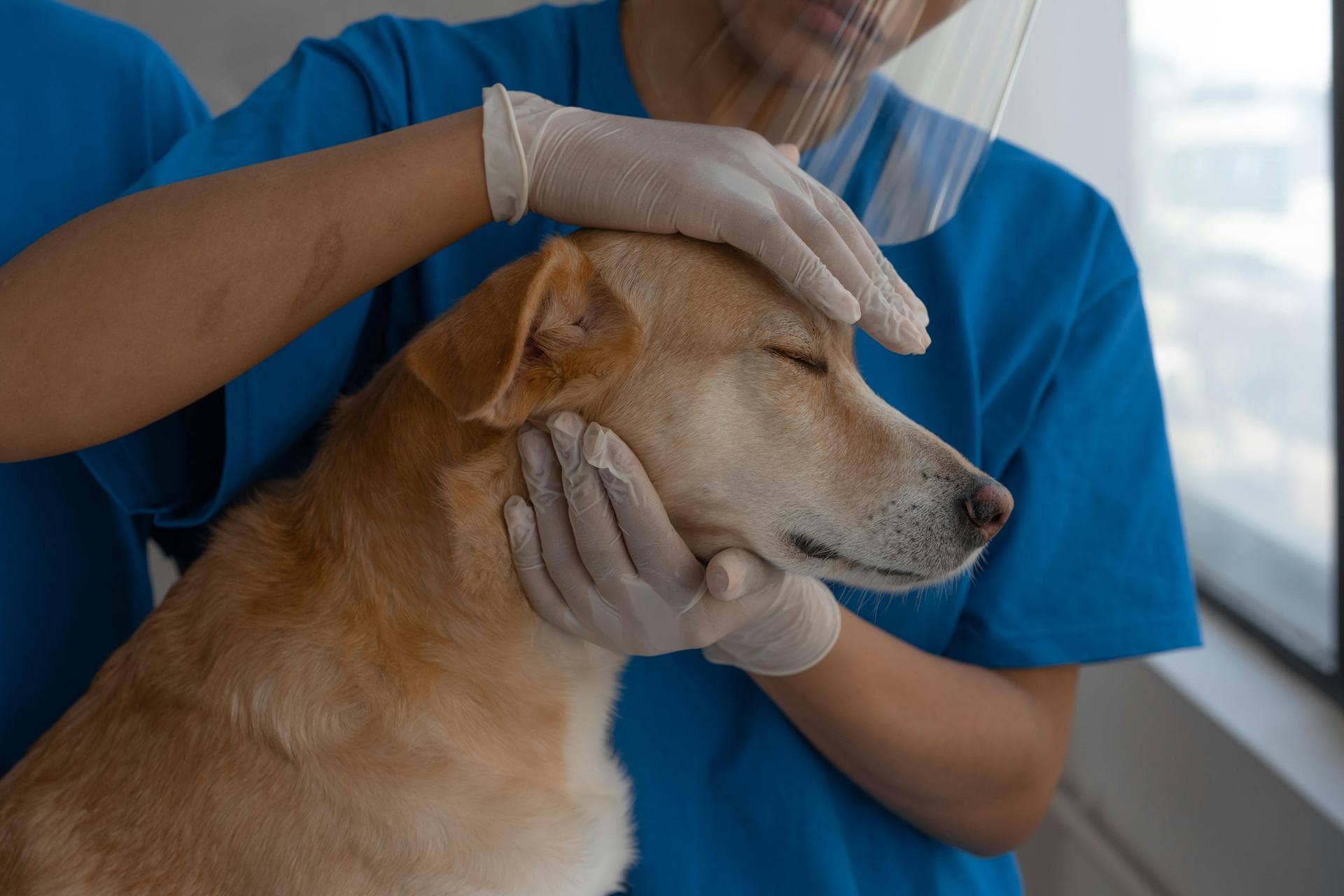 Best Vets in Oregon City